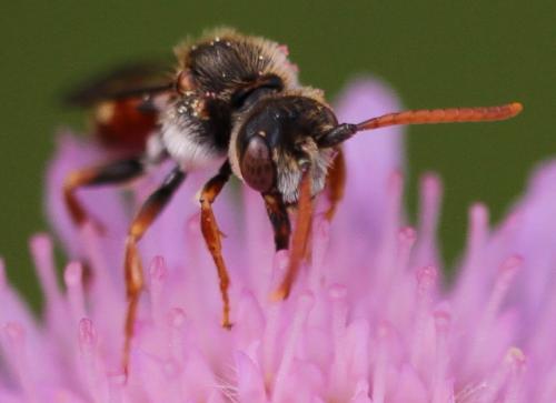 Réf. 199 543 : Nomada armata